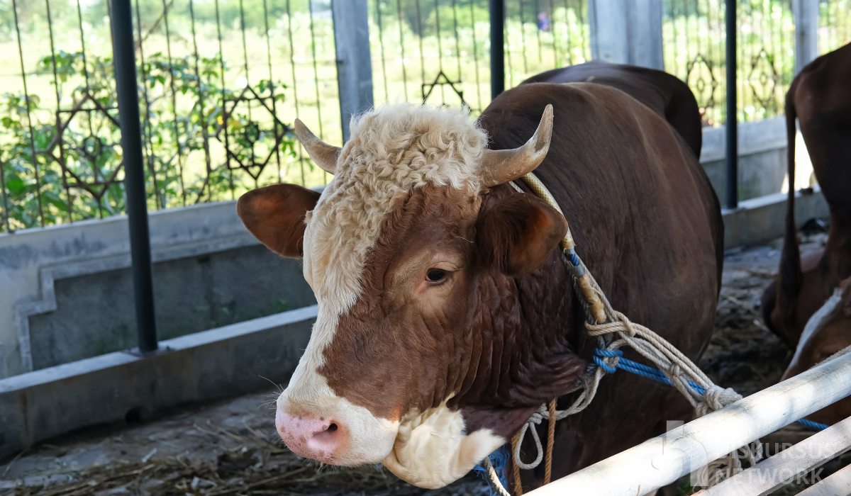 Sapi Limosin Grade A